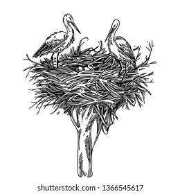 Two storks in nest with chicks. Sketch. Engraving style. Vector illustration.