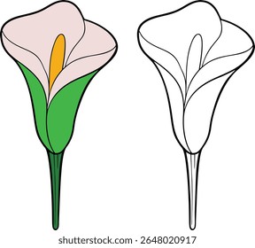 Two stylized calla lily flowers one colored and one outlined on white background