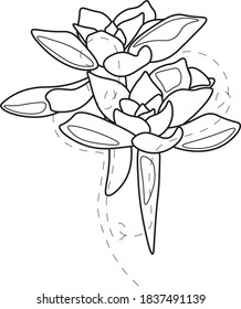 two succulent buds made in vector