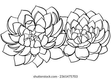 Two succulent plants flowers Echeveria. Vector illustrations in hand drawn sketch doodle style isolated on white. Exotic house plants cacti