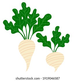 Two Sugar beets isolated on white background. Cartoon vector illustration.White beet.