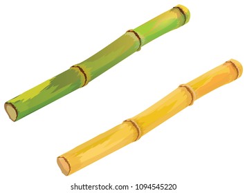 Two sugar canes isolated on white background . Bio sugar. Vector illustration.EPS10
