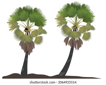 two sugar palm tree isolated on white background vector graphics.