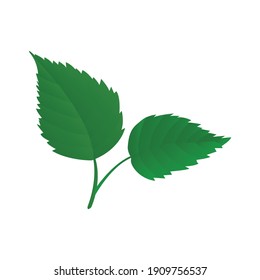 Two summer green birch leaves on white background realistic vector illustration