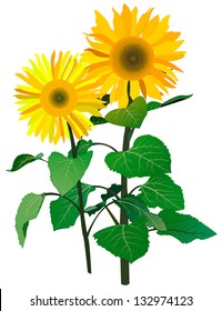 Two sunflower