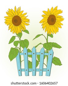 two sunflowers and blue fence drawing. rustic vector illustration