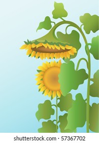 two sunflowers on background sky