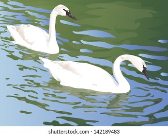 Two swan floating on a pond. Vector illustration of a nature.