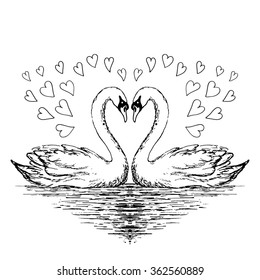 Two swans sketch. Hand drawn vector illustration.