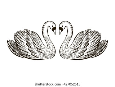 Two swans sketch. Hand drawn vector illustration.