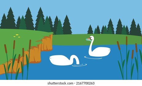 Two swans swim in the lake near the reeds