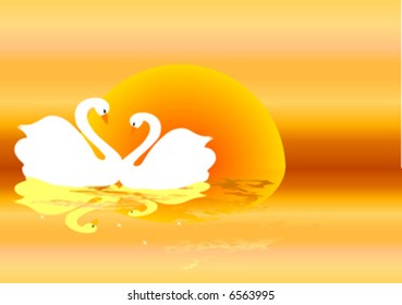 two swans under the sunset