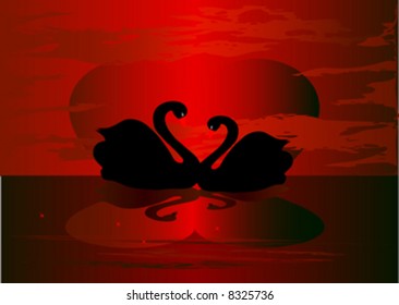 two swans under the sunset