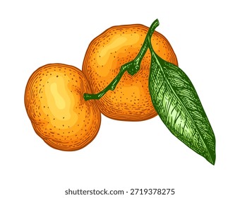 Duas tangerinas em um ramo com folha. Ilustração de tangerina desenhada à mão isolada em um fundo branco. Estilo de gravação vintage detalhado