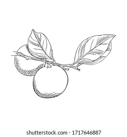 Two tangerines on a branch with leaves. Doodle style. The citrus sketch is hand drawn and isolated on a white background. drawing with hatching and texture. Black-white vector illustration.Contour.