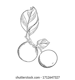 Two tangerines on a branch with leaves.Doodle style. The citrus sketch is hand drawn and isolated on a white background. Outline drawing with hatching and texture. Black and white vector illustration.