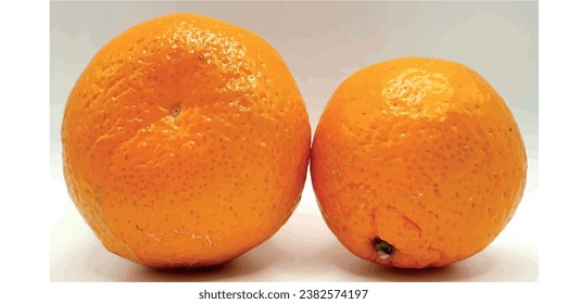 Two tangerines vector. Ripe tangerine vector isolated close up. Citrus tangerine on a white background. Cellulite and stretch marks on the skin. Texture of tangerine peel. Ripe citruses and fruits. 