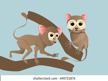 Two tarsiers on tree branch