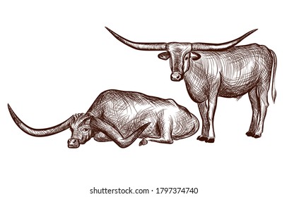 Two Texas Longhorn bulls  domestic animal ink sketch hand drawn illustration isolated white background illustration for coloring book page  Vector illustrations 