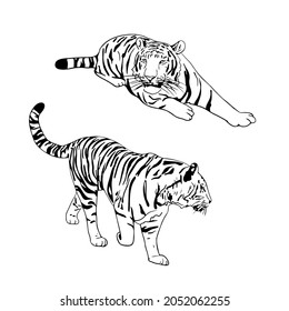 Two tigers black silhouettes on white background chinese tiger simple realistic sketch hand ink drawing vector illustration for new year design