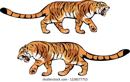Two tigers isolated on white vector illustration