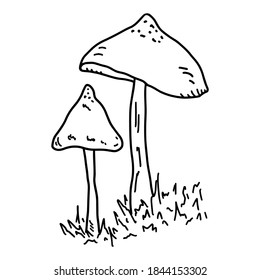 Two toadstools in the grass on a white background. Black and white vector outline illustration of mushrooms on a high stem for your design.