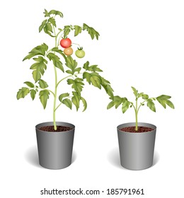 Two tomato plants in pots. One has three small fruits: green, red and yellow.