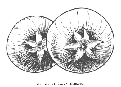 Two tomatoes, hand-drawn illustration. Style of engraving or pencil drawing. Vector illustration.	