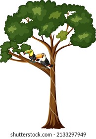 Two toucan birds on the branch illustration