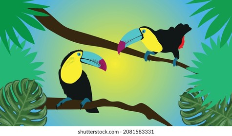 two toucans in the forest, toucans sitting on trees