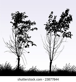 two trees