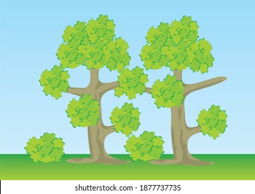 Two trees, oak, forest, banner, color vector illustration