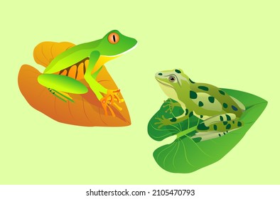 Two tropical frogs on the leaves of the plants, isolated vector illustration