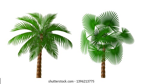 Two Tropical lush dark green palm trees of different types. Vector illustration