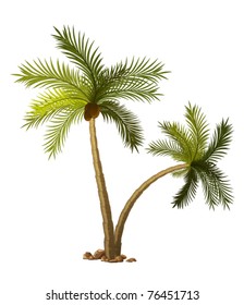 two tropical palm-tree isolated on white background