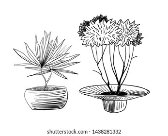Two tropical plants in vases, sketch, free-hand drawing.