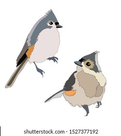 Two tufted titmouse birds vector set isolated on white winter wildlife Christmas symbol illustration