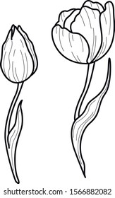 two tulip flower black white decorative art