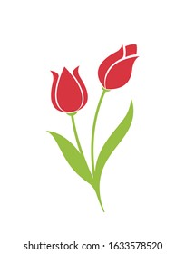 two tulip flowers. spring flower design element. isolated vector hand drawn color image