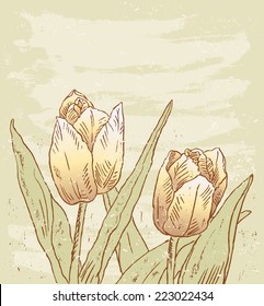 Two tulips