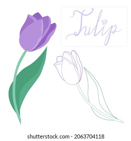 Dos tulipanes dibujados a mano en un estilo plano y con líneas. Tulipán sobre un fondo blanco para el diseño. Flores de primavera en la decoración