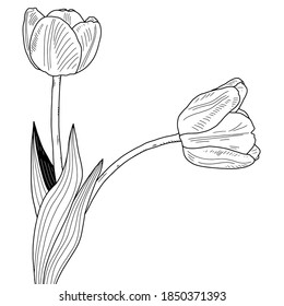 two tulips in honor of mourning and condolences black on a white background drawing