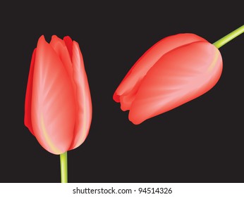 Two tulips on black background
