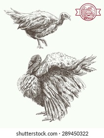 Two turkeys, important walk set of vector sketches on a white background