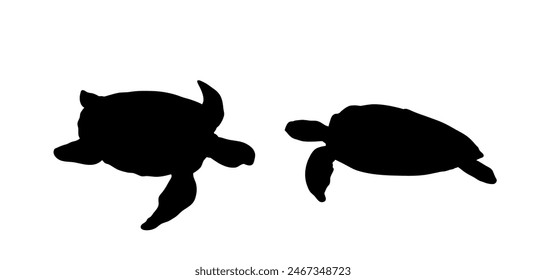 two turtles on a white background