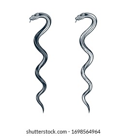 Two twisted snakes. Vector illustration in engraving technique. isolated on white background.