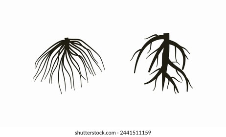 two type root system, tap root and fibrous root.