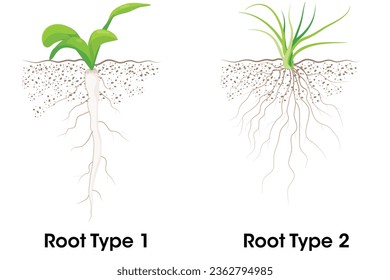 Two Type of root system taproot and fibrous 