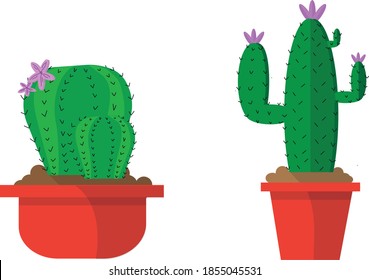Two types of cactus growing on red pots