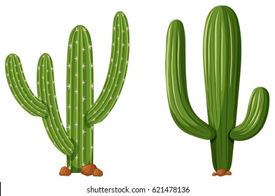 Two types of cactus plants illustration